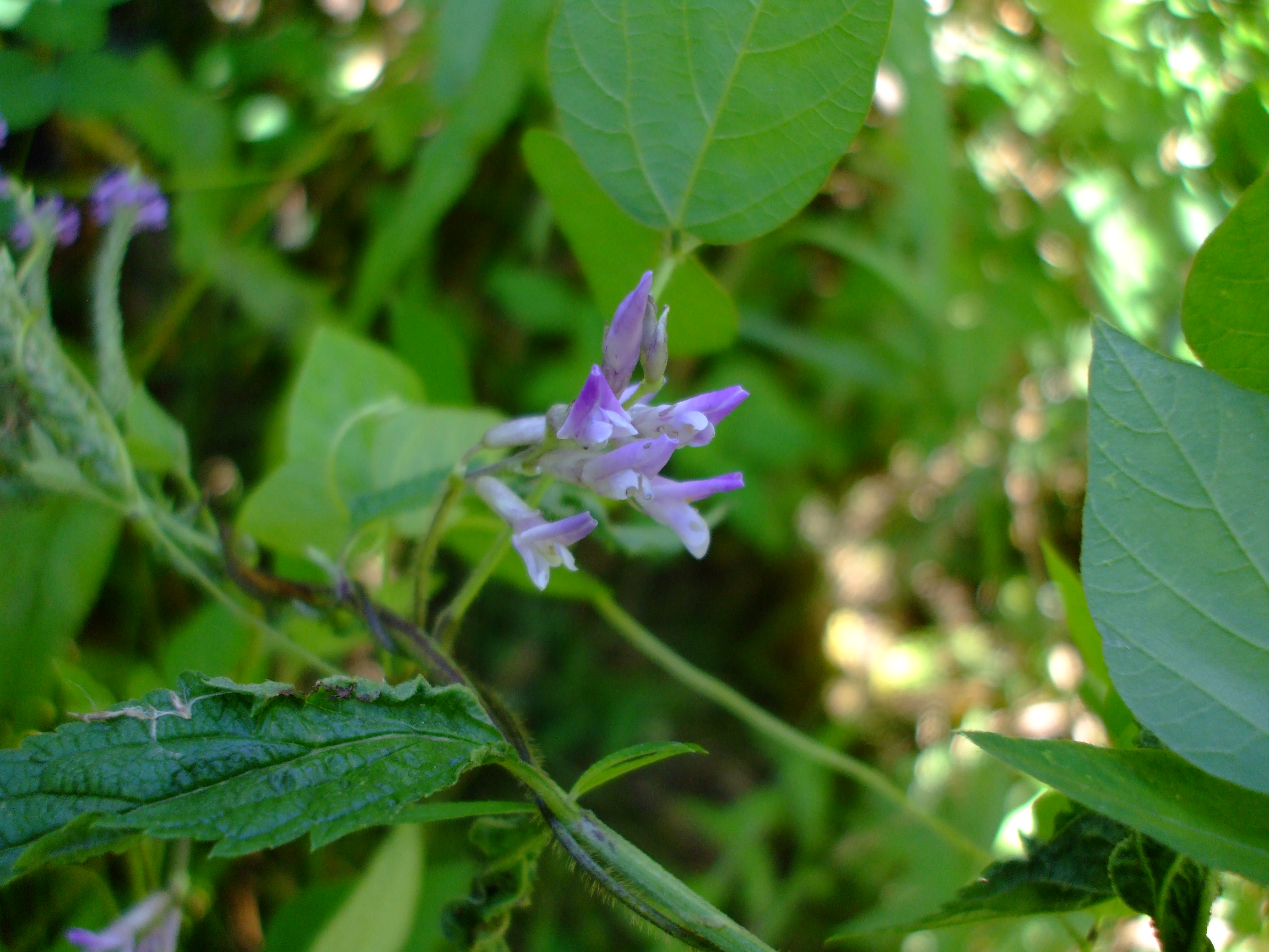 Amphicarpaea bracteata